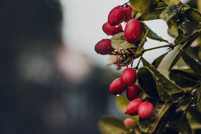 Close-up of red berries growing on tree