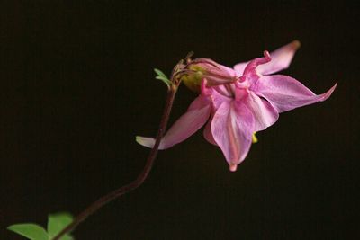 Close-up of flower against blurred background