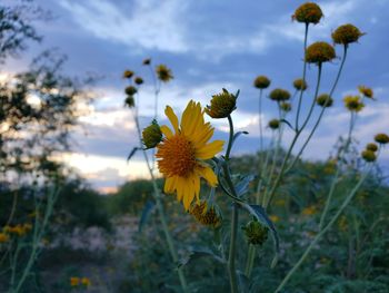 Close-up of yellow flowering plant on field