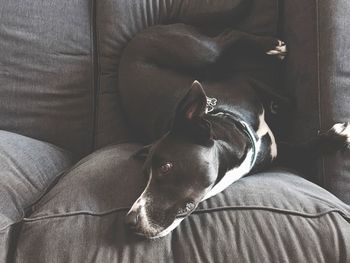 Close-up of dog lying on sofa