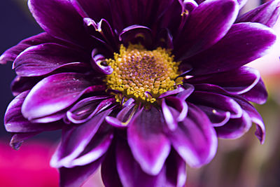 Close-up of purple flowers