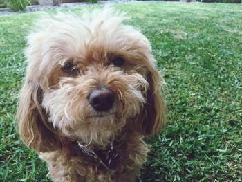 Portrait of maltese on grass in back yard