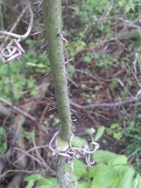 Close-up of plant growing on field