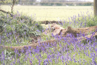 Purple flowers on field