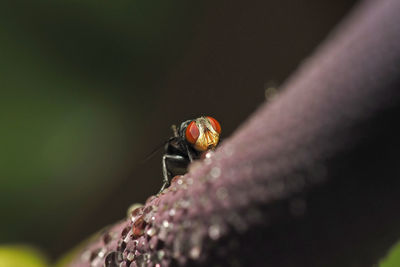 Close-up of ladybug on flower