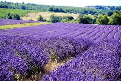 Purple flowers on field