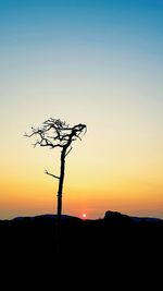 Silhouette bare tree against clear sky during sunset