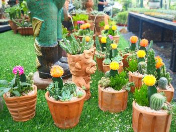 Close-up of potted plants in yard