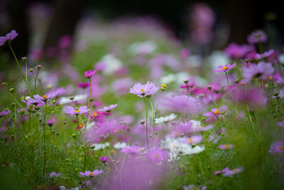 Close-up of pink cosmos flowering plants on field