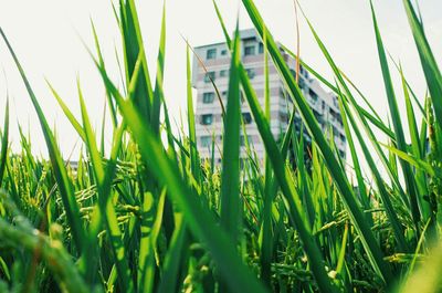 Grass growing in field