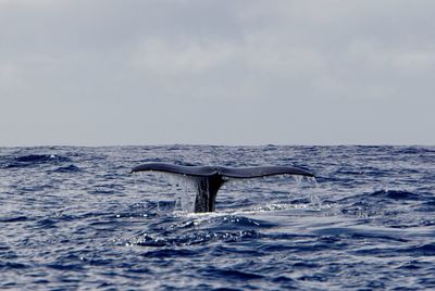 View of whale diving