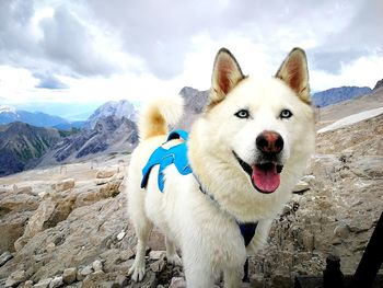 Portrait of dog in snow against sky