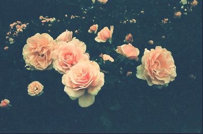 Close-up of pink rose