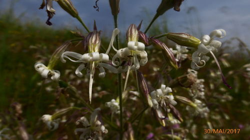 Close-up of flowers blooming outdoors