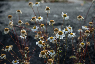 Wilted daisy flowers