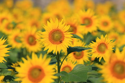 Close-up of sunflowers blooming outdoors