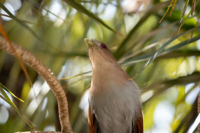 Low angle view of bird perching on branch