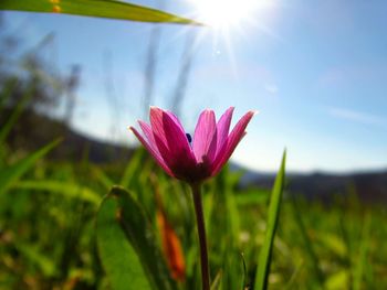 Close-up of flower blooming on field against sky