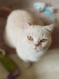 Close-up portrait of white cat