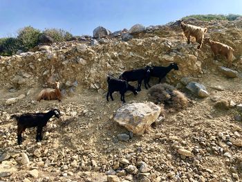 Herd of goats on rock