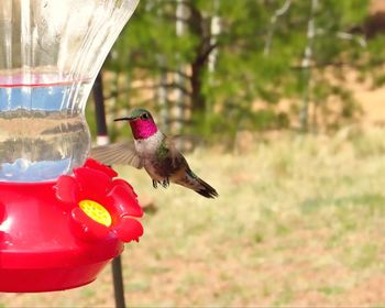 Close-up of bird perching on red feeder