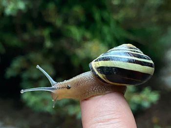 Close-up of snail