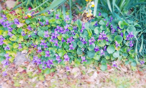 High angle view of purple flowering plants