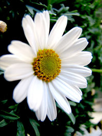 Close-up of white daisy flowers