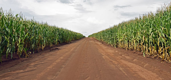 Panoramic view of agricultural field against sky