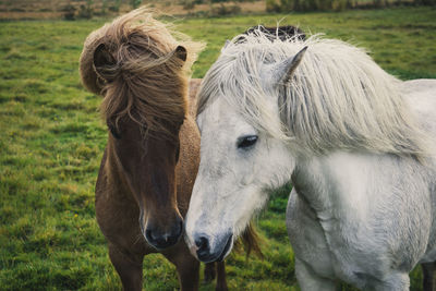 View of horses in pasture