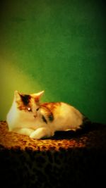 Portrait of cat resting on floor