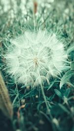 Close-up of dandelion