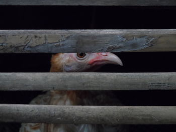 Close-up of bird in cage