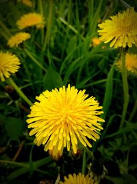 Close-up of yellow dandelion flower on field