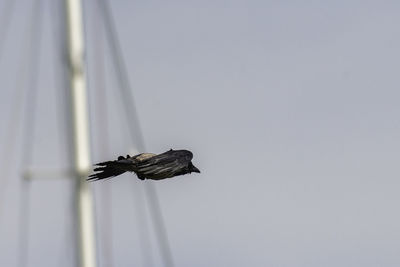 Low angle view of bird perching on the sky