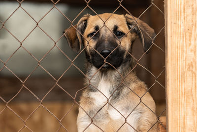 Dog looking through chainlink fence