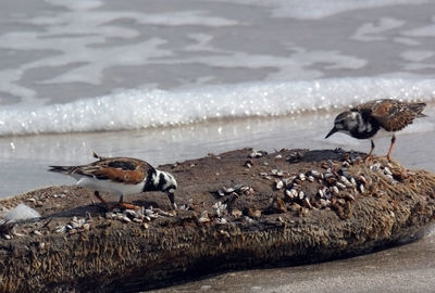 Seagulls perching on rock in sea