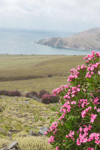 Scenic view of sea and pink flowers against sky