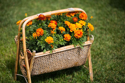 Close-up of fresh yellow flowers in basket