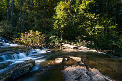 River stream amidst trees in forest