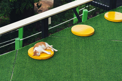 High angle view of cat on grassy field