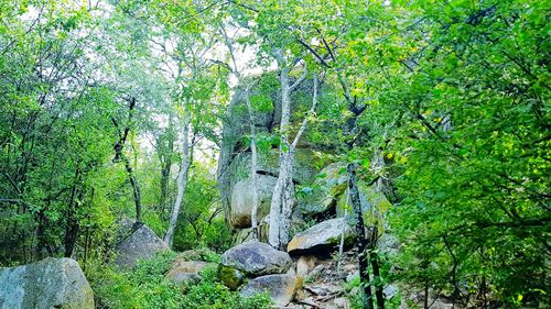 Plants growing on rocks by trees in forest