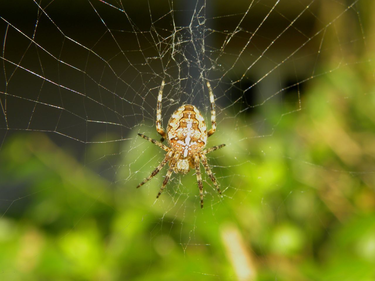 SPIDER ON WEB