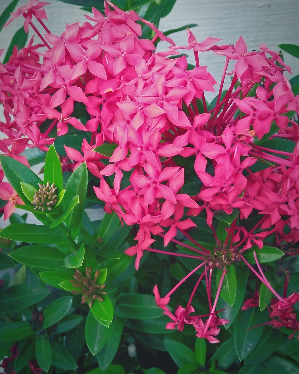 HIGH ANGLE VIEW OF PINK FLOWERS