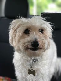 Close-up portrait of dog