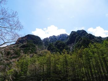 Low angle view of trees on mountain against sky