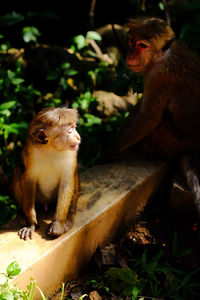Mother macaque looking at her child. child monkey in the sunshine.