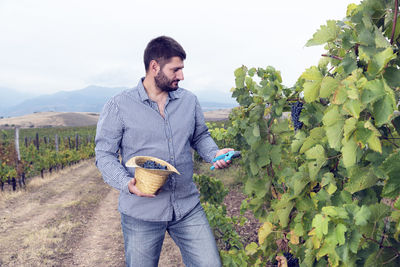 Farmer cutting grapes against sky in vineyard