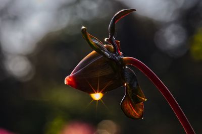 Close-up of flower bud with water drop