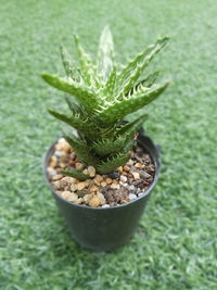 High angle view of potted plant